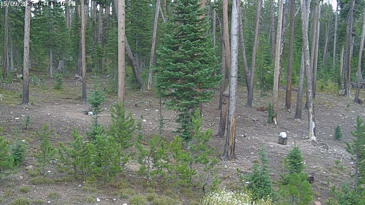 Live view from Cabin